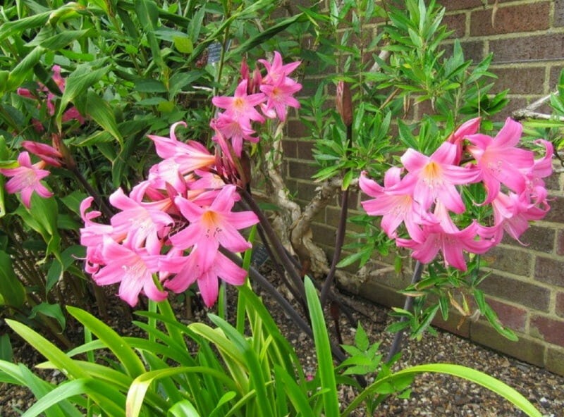 AMARYLLIS BELLADONNA NAKED LADY FLOWER BULBS HARDY ZONES 7-10 FRAGRANT BLOOMS!!!