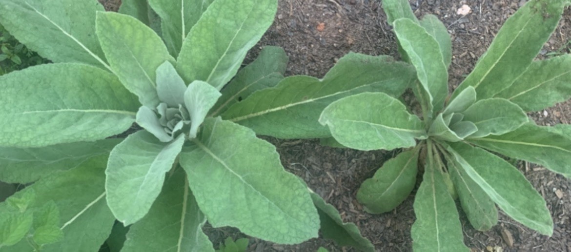 250 SEEDS * MULLEIN SEED * ORNAMENTAL PLANT * FLOWERING * ORGANIC *NON-GMO* GA.