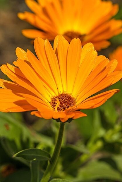 Calendula Seeds (Calendula officinalis)