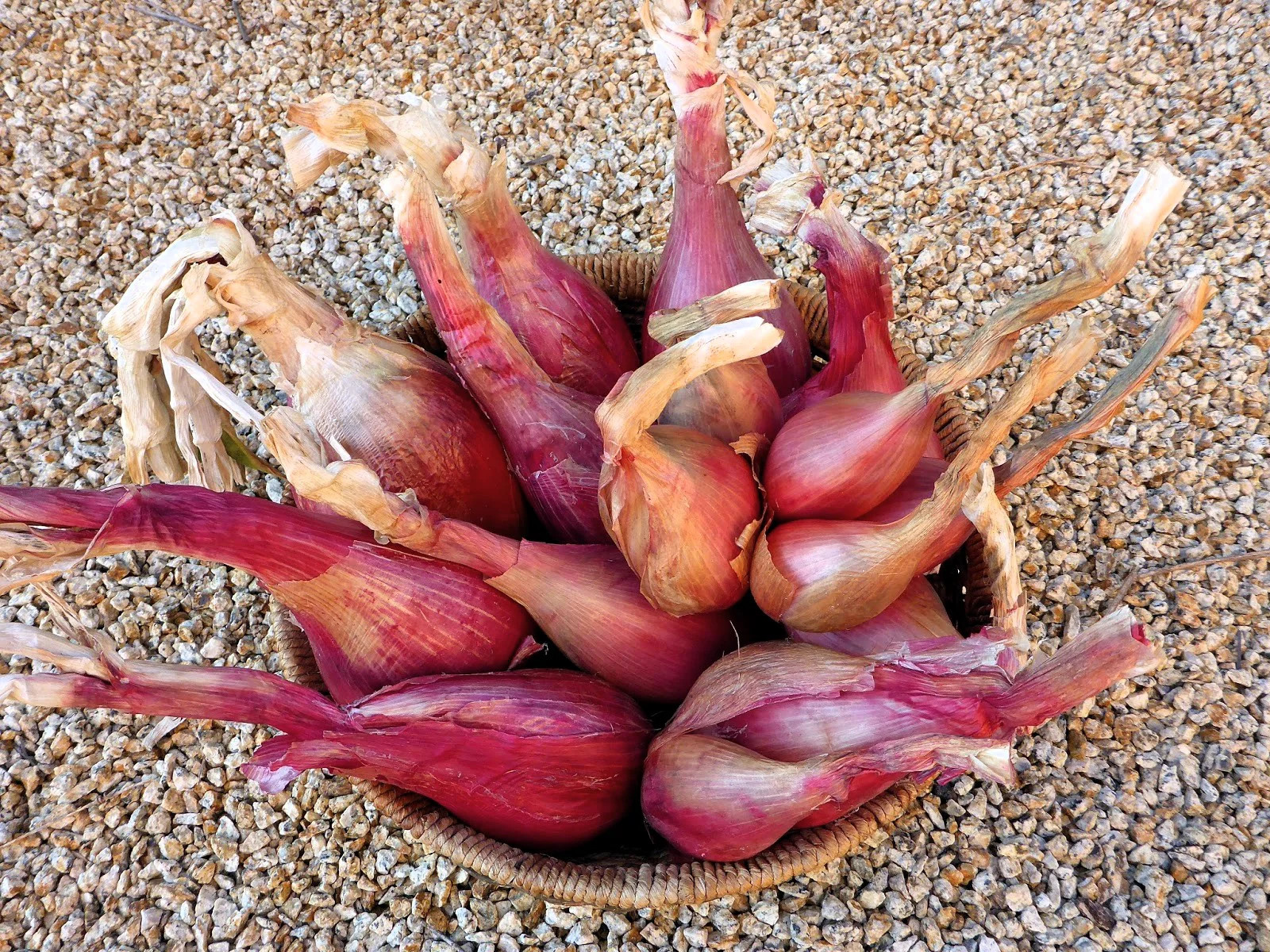 Zebrune Shallot Seeds – For 2026 Planting Heirloom Gourmet French Pink Banana
