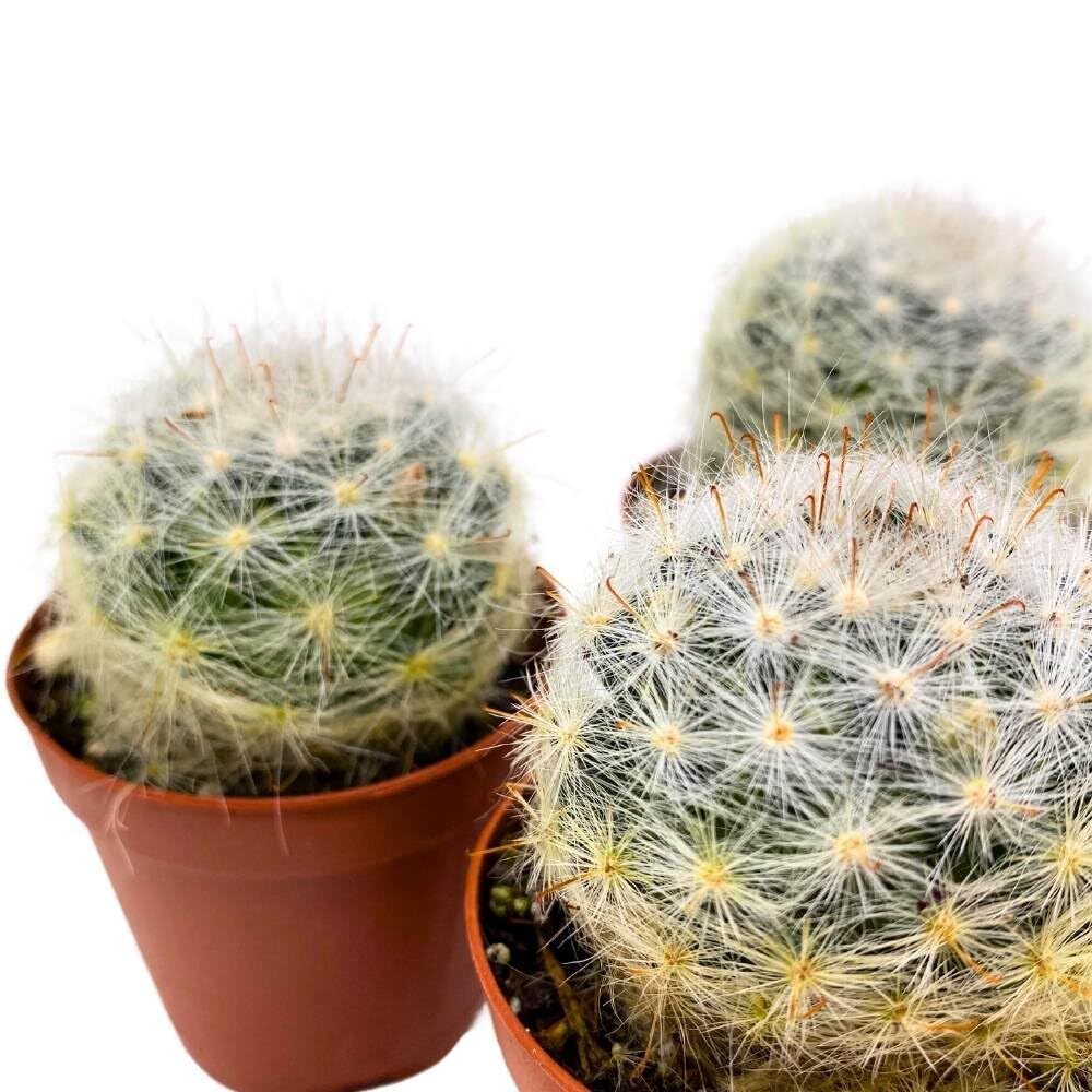 Powder Puff Cactus 2 inch Set of 3 Mammillaria bocasana White Yellow Crown of Fl