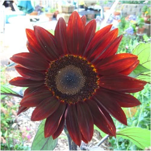 Moulin Rouge Sunflower Seeds For Planting (Helianthus annuus)
