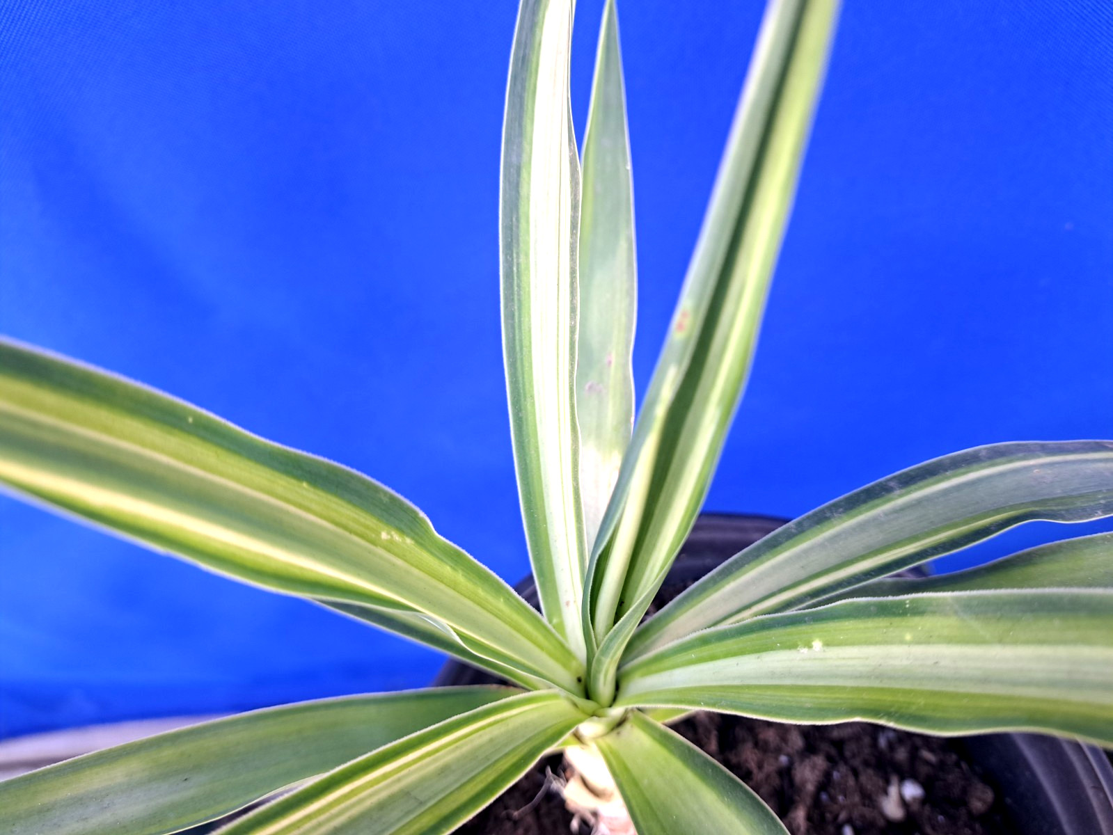 Yucca Hybrid ‘Soliaris’ Variegated Plant 11×13