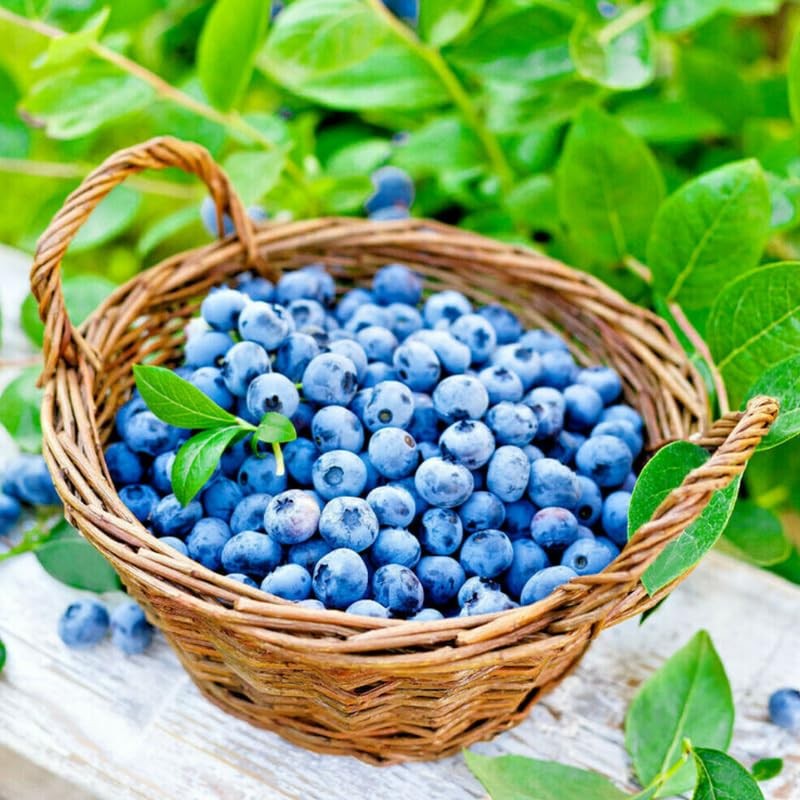 2 Biloxi Blueberry Bush Live Plant, Blueberry Plants Live 5-9 Inch Height