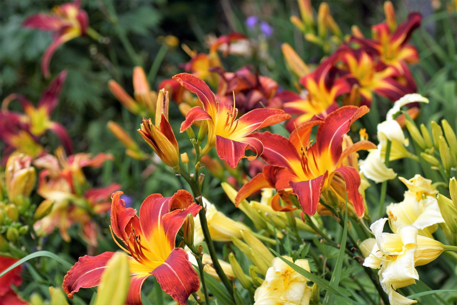 10 MIXED COLORS DAYLILY Hemerocallis Day Lily Fine Mix Red Purple Flower Seeds