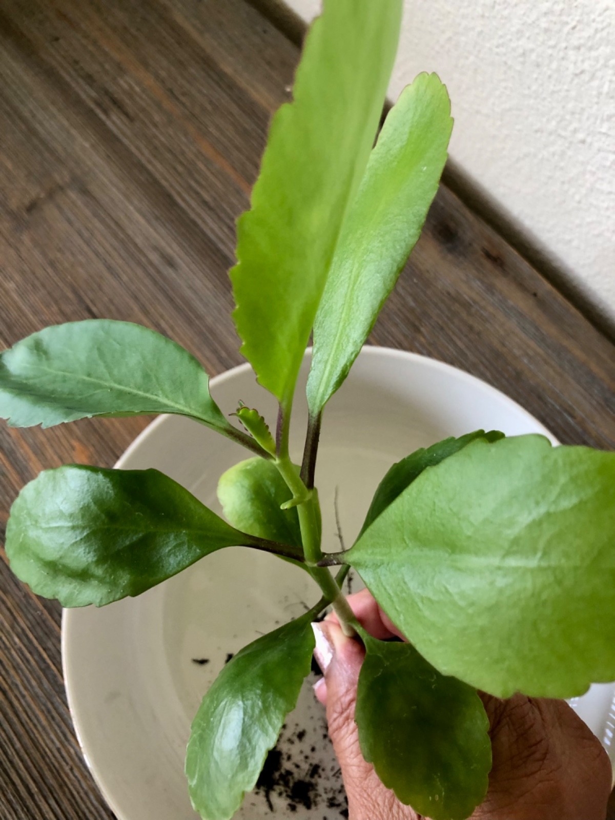 Wonder of the world plant ( Kalanchoe Pinnata ) miracle leaf