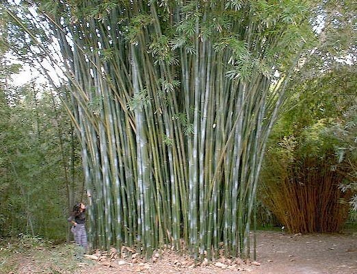 Bambusa textilis ‘Kanapaha’ –Wong Chuk / Royal / Giant Weavers Bamboo – Clumping