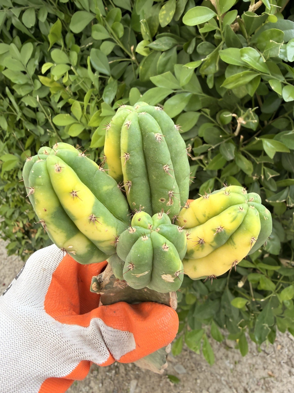 Rare Variegated Multi Headed Cactus Cluster Grafted