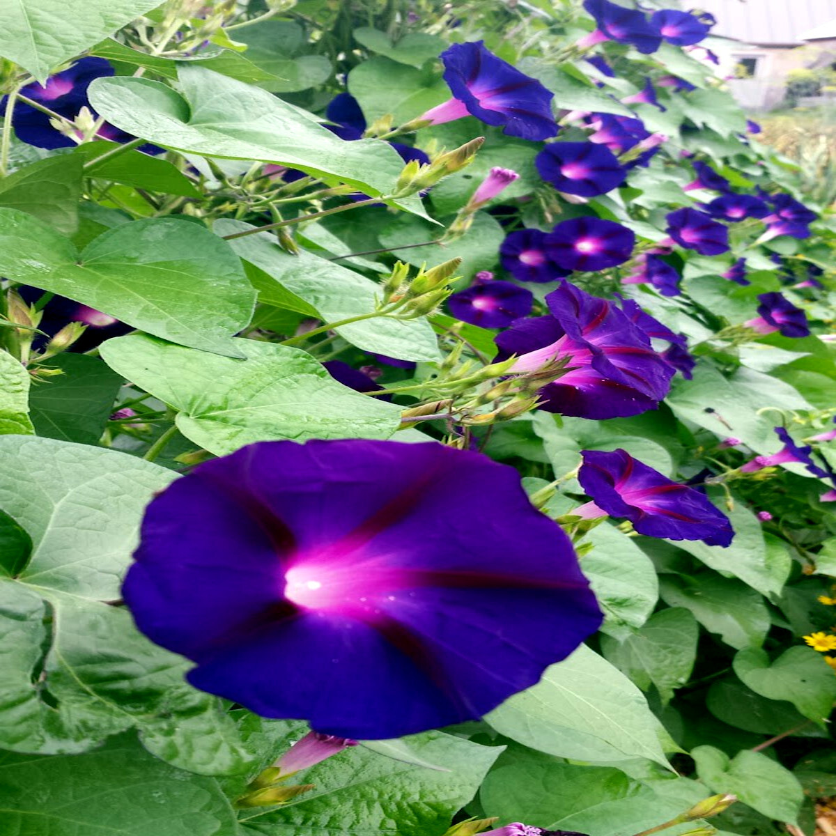 20 PURPLE MORNING GLORY FLOWER VINE SEEDS (Ipomoea purpurea) Hardy Climber Plant