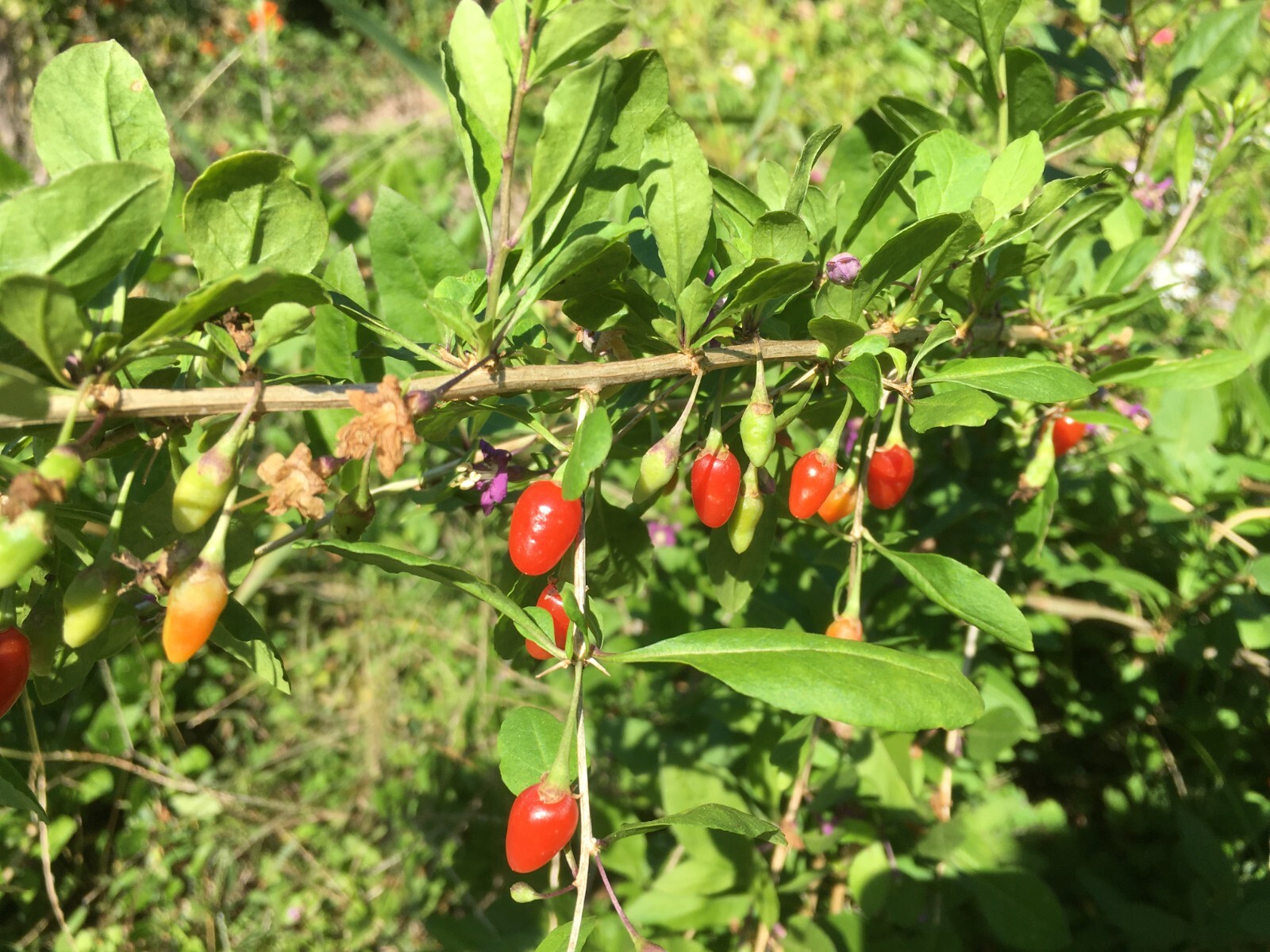 100+ Goji Berry seeds, organically grown ** Easy to plant **