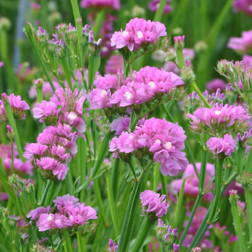 Pastel Shades Statice Flower 50 Seeds | Soft Colorful Dried Blooms