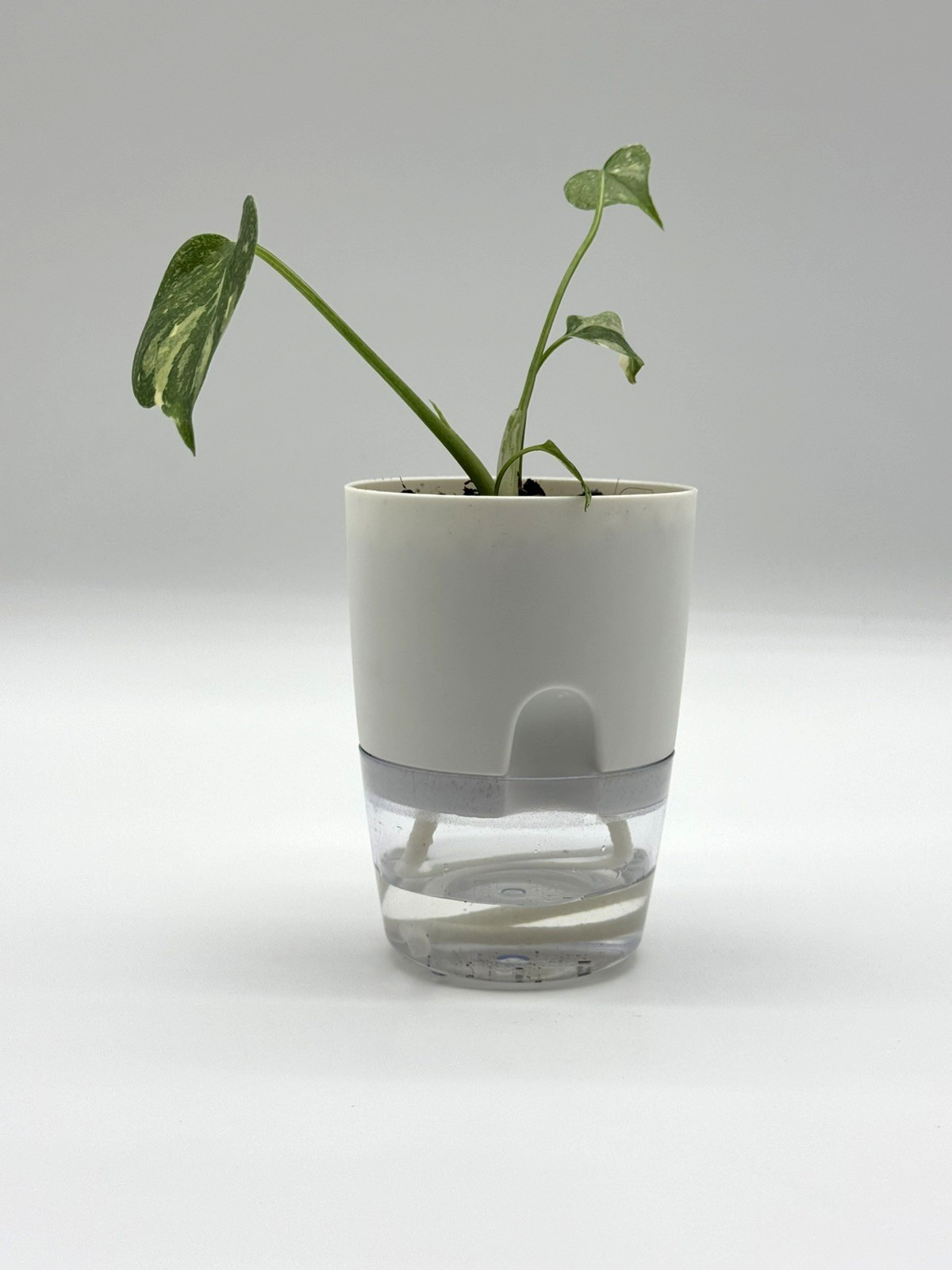 Monstera Thai Constellation 4″ Pot selfwatering Variegated Monstera Houseplants