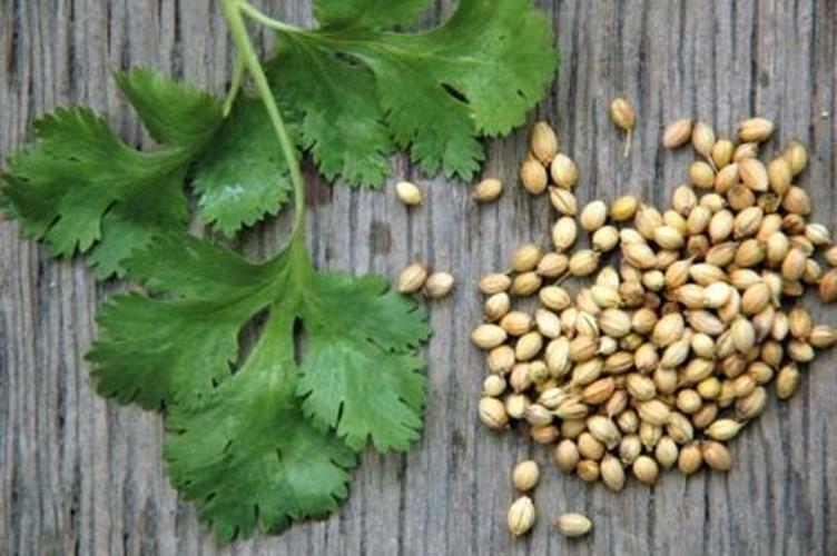 Cilantro 12 oz