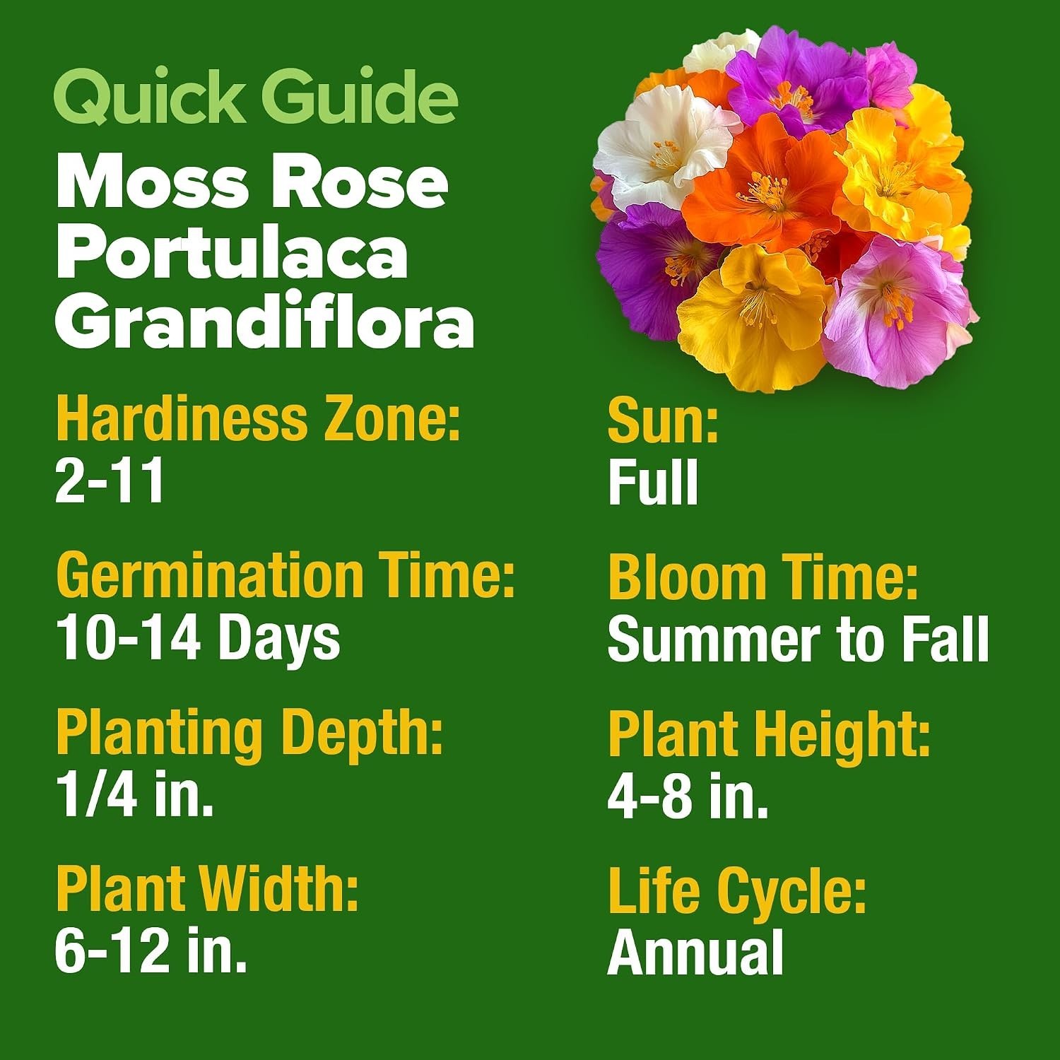 23,500+ Moss Rose Seeds Bulk Pack Annual Flower for Ground Cover – Heirloom P…