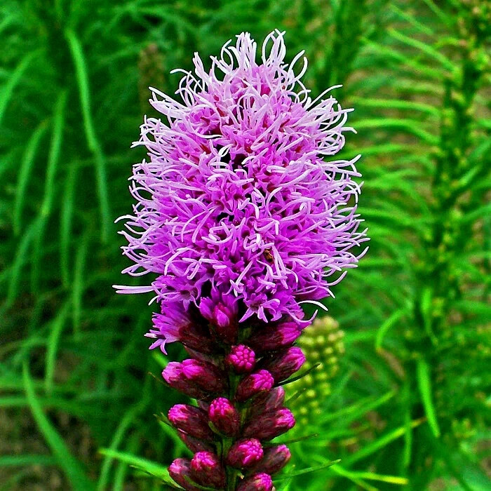 50 PURPLE BLAZING STAR FLOWER SEEDS Liatris spicata Cold Hardy-3 Butterfly Plant