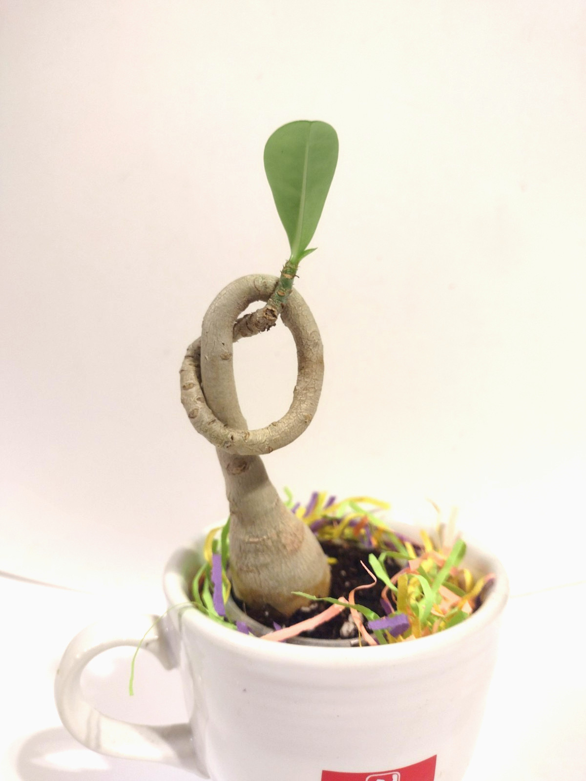 Desert Rose Live Plant