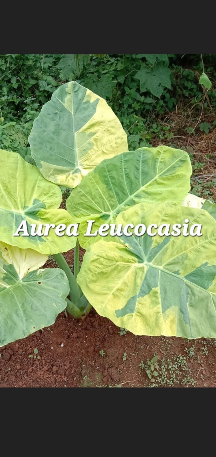 Leucocasia AUREA Giant Elephant Ear Colocasia Plant