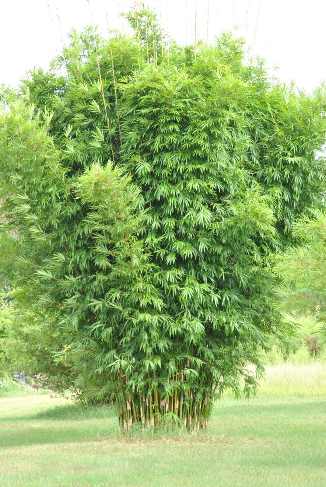 10 Starter Size Bambusa textilis ‘Kanapaha’–Wong Chuk/Royal/Giant Weavers Bamboo