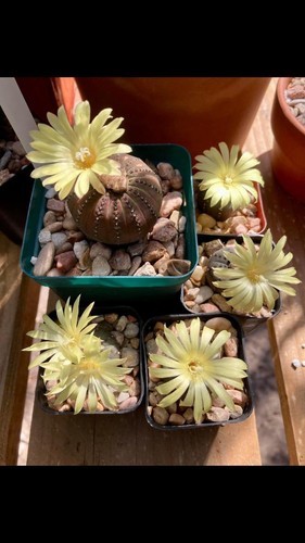 Cactus- Frailea castanea (mature specimens in 2.5″ pot)