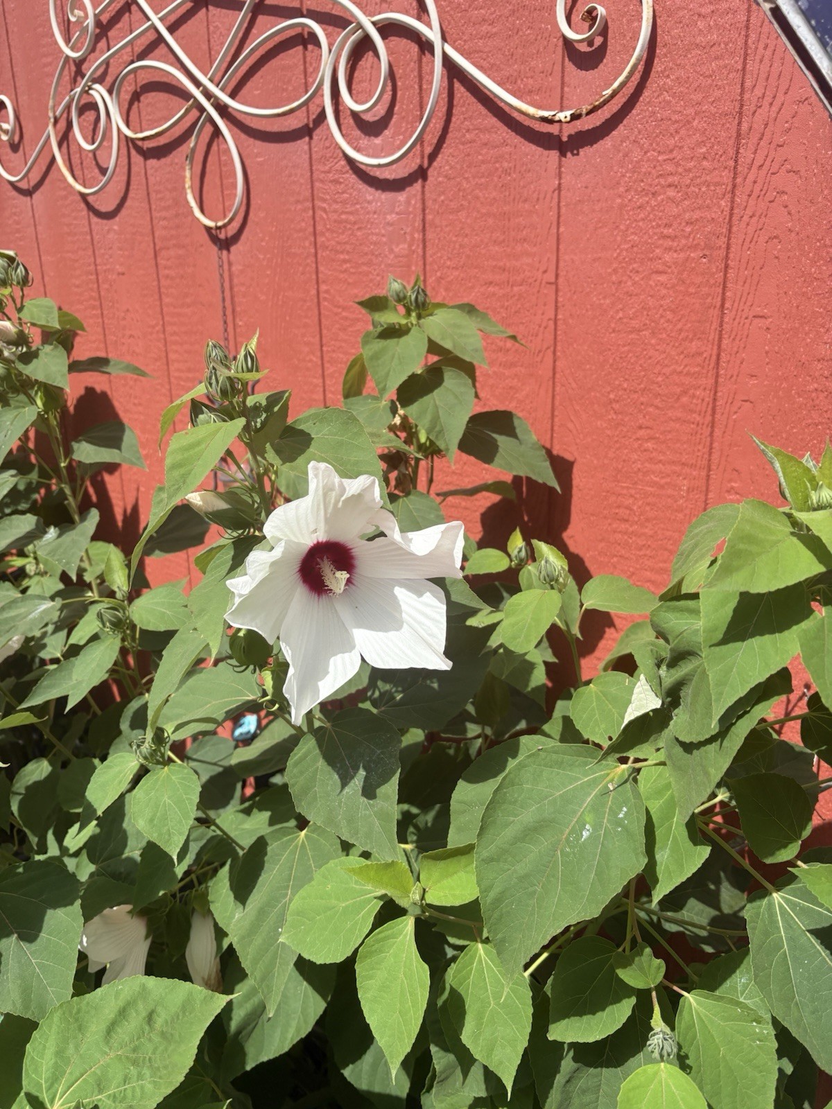 Hibiscus Moscheutos Rose Mallow White Crimson Eye seeds Free US shipping!