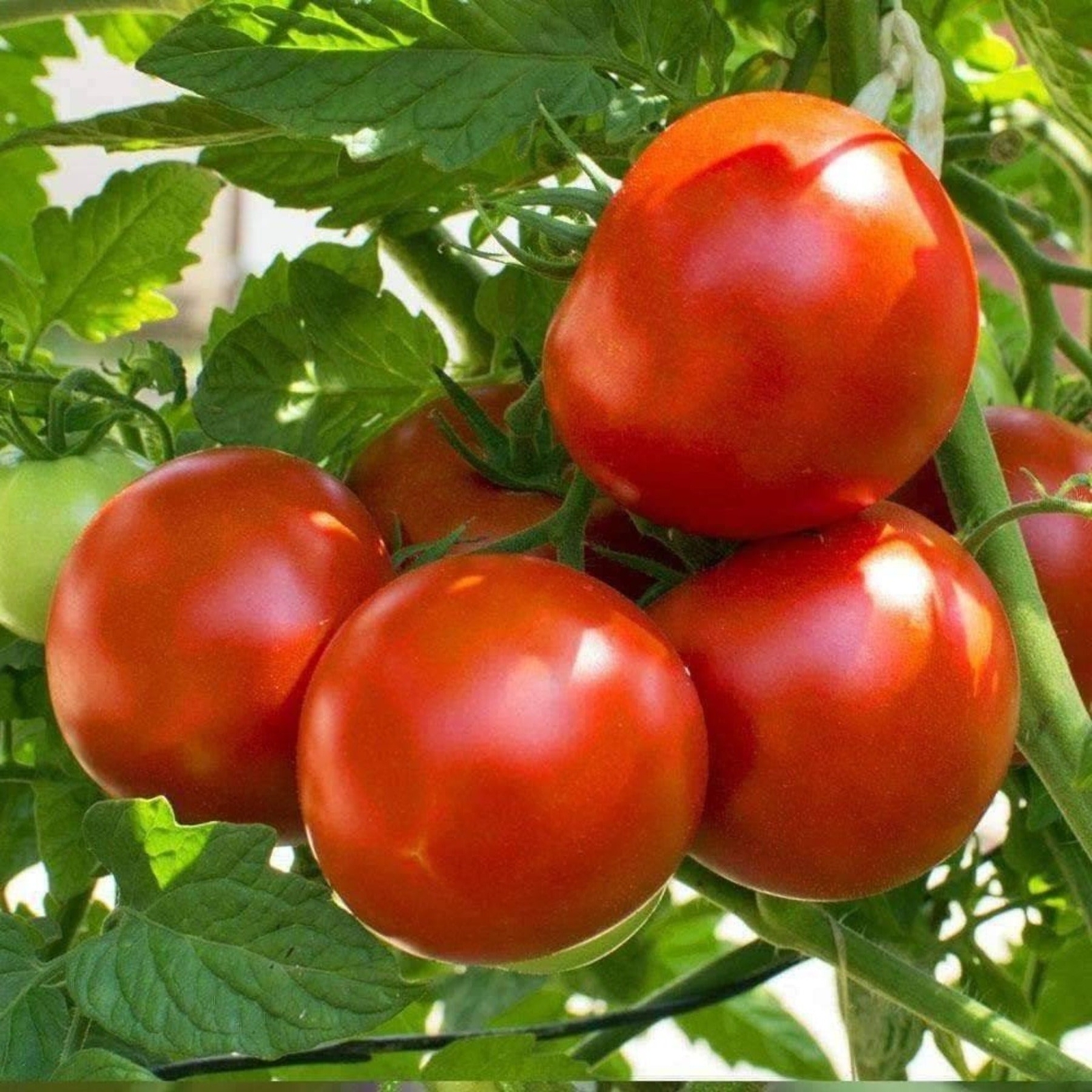 Marion Tomato Seeds 50 Ct Vegetable HEIRLOOM NON-GMO INDETERMINATE FREE SHIPPING
