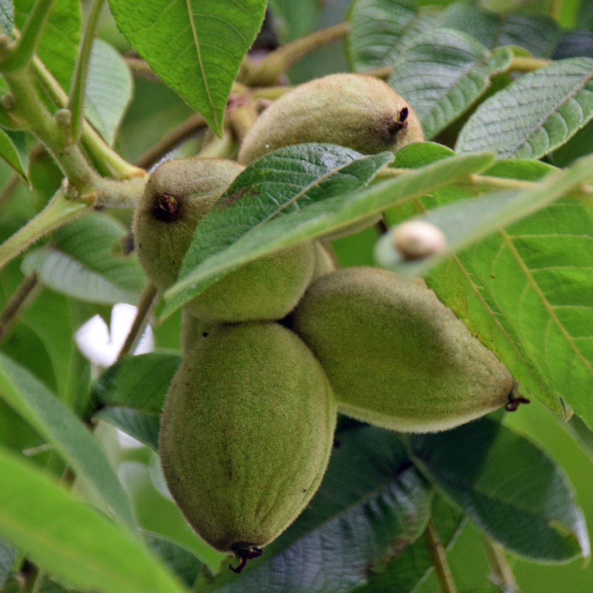 White Walnut Tree Seeds (20) / Organic / DELICIOUS / Cold Tolerant