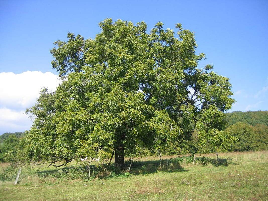 Carpathian Walnut Seeds for Planting – 5 Seeds – Juglans regia Carpathian