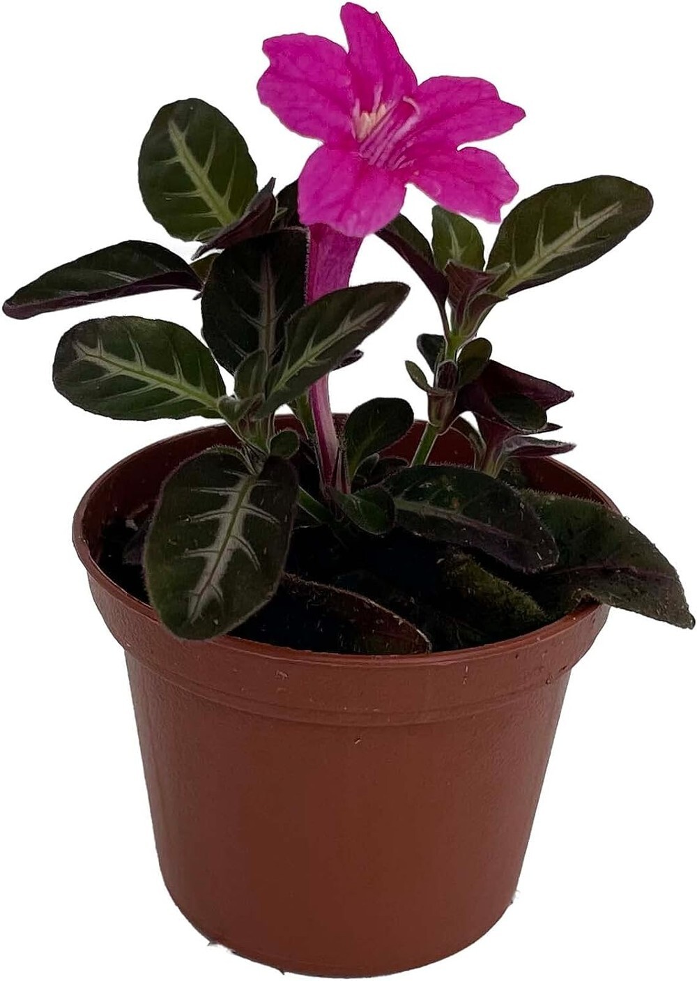 Ruellia Trailing Μakoyana Dynamic Velvet Easy To Grow Indoor Live Plant 2.5″ Pot