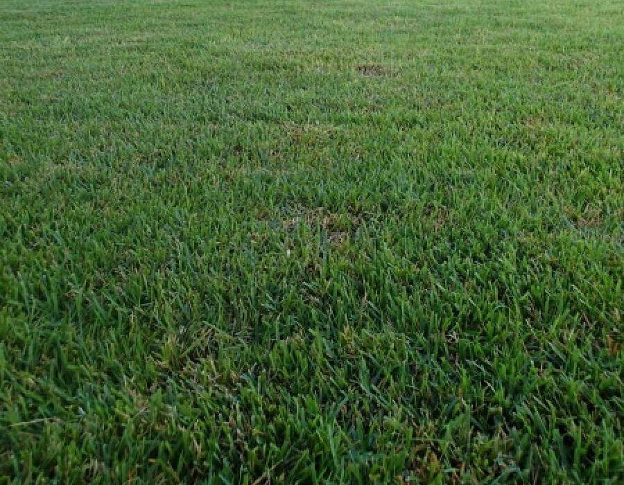 Zenith Zoysia Grass Seed 100% Pure 1/2 Lb