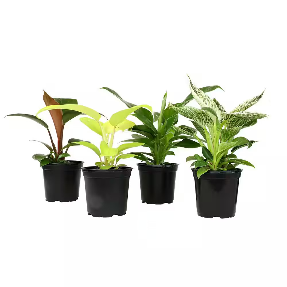 4.25 In. Philodendron Assortment (4-Pack)