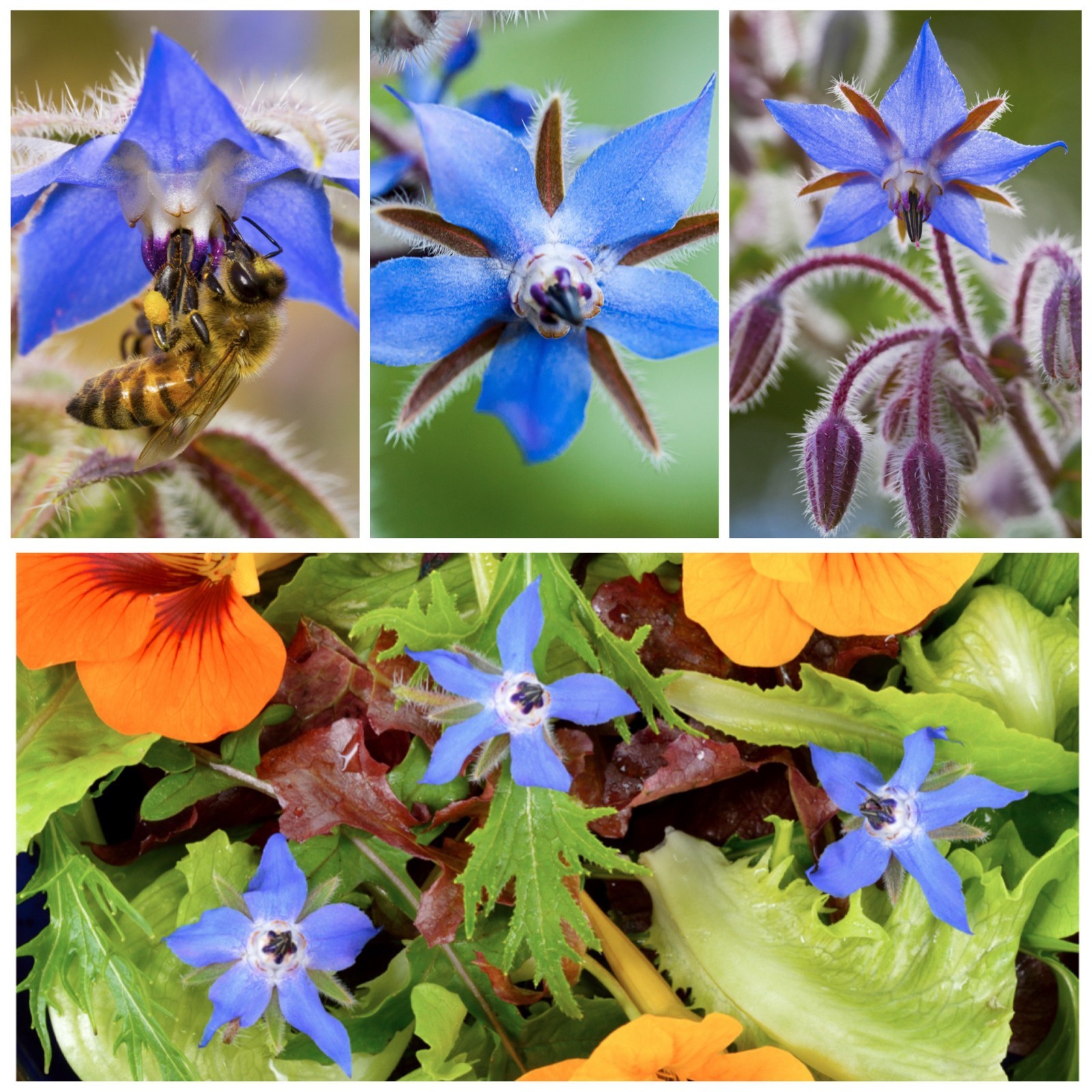 Blue Borage Seeds for Planting Herb Seed 2,000+ Heirloom