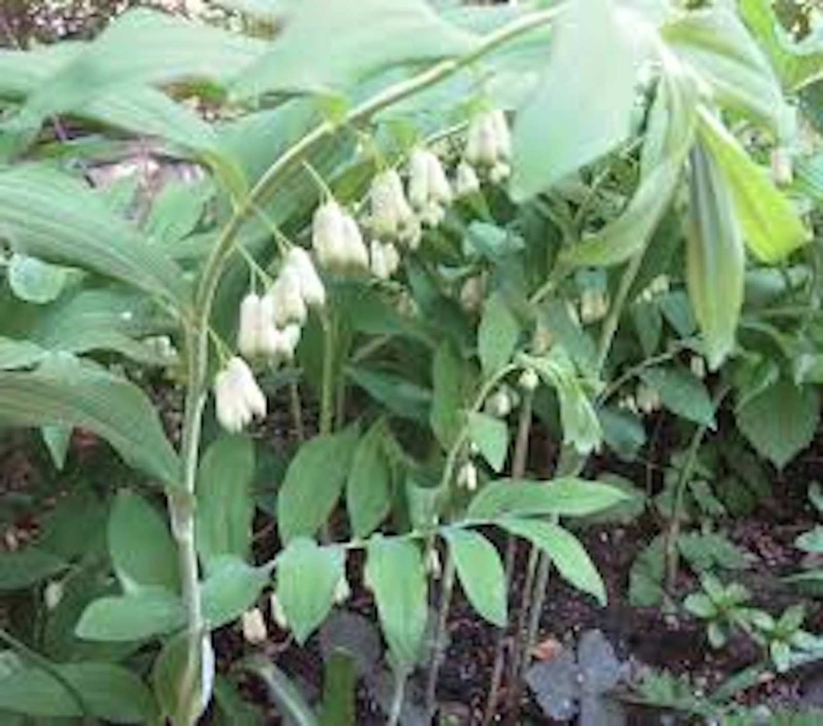 10 True Solomon Seal Polygonatum Biflorum Bare Root Perennial Wildflower