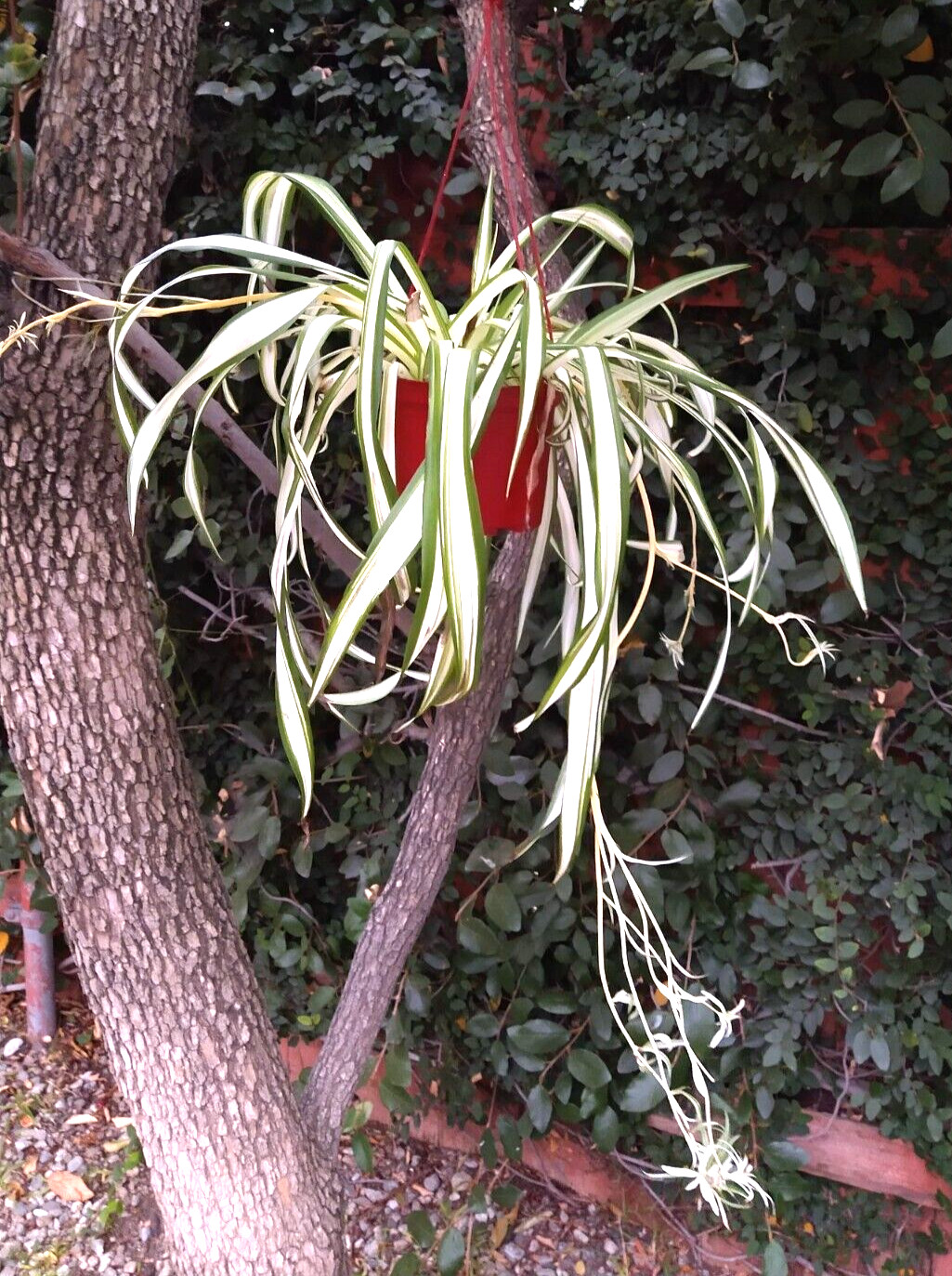 Lot 15 SPIDER PLANT cuttings young roots * Chlorophytum Comosum