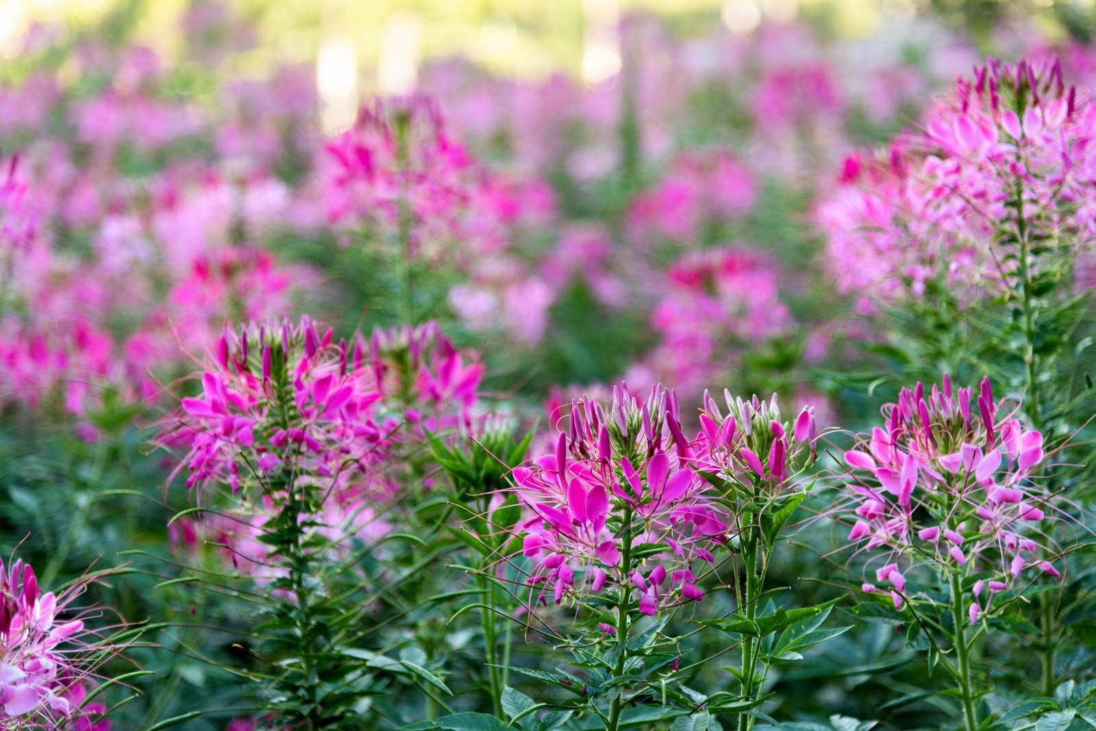 200 ROSE QUEEN CLEOME Hassleriana Cleome Spinosa Pink Spider Flower Seeds