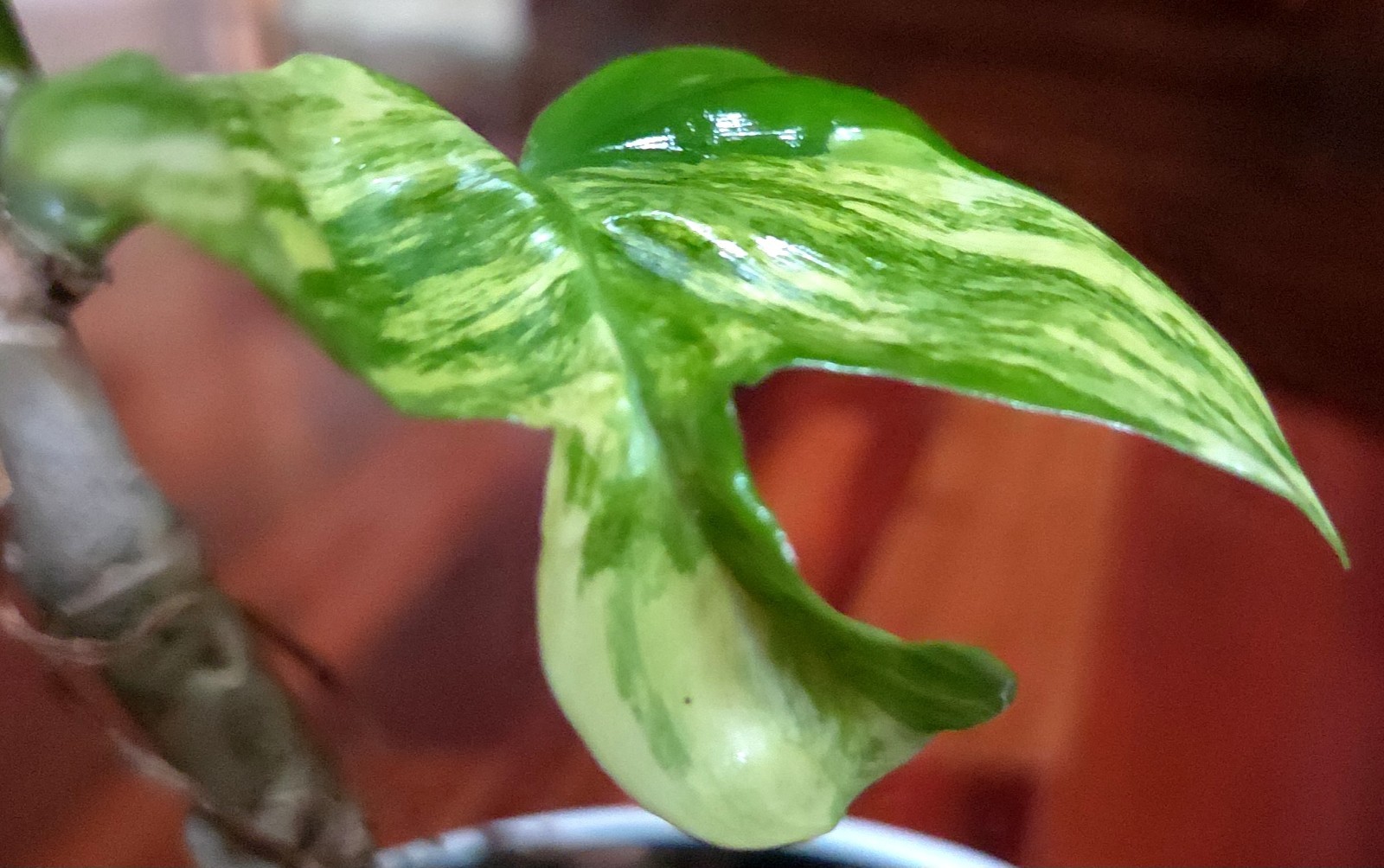 Rare Philodendron Florida Beauty Narrow Form 15″ Tall Not Monstera Anthurium
