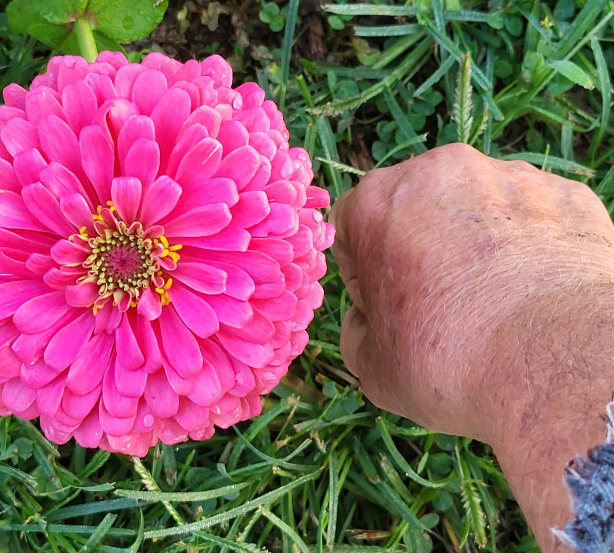 Hot Pink Zinnia Seeds Huge Blooms Butterfly & Bee Magnet, FREE Shipping 30 seeds