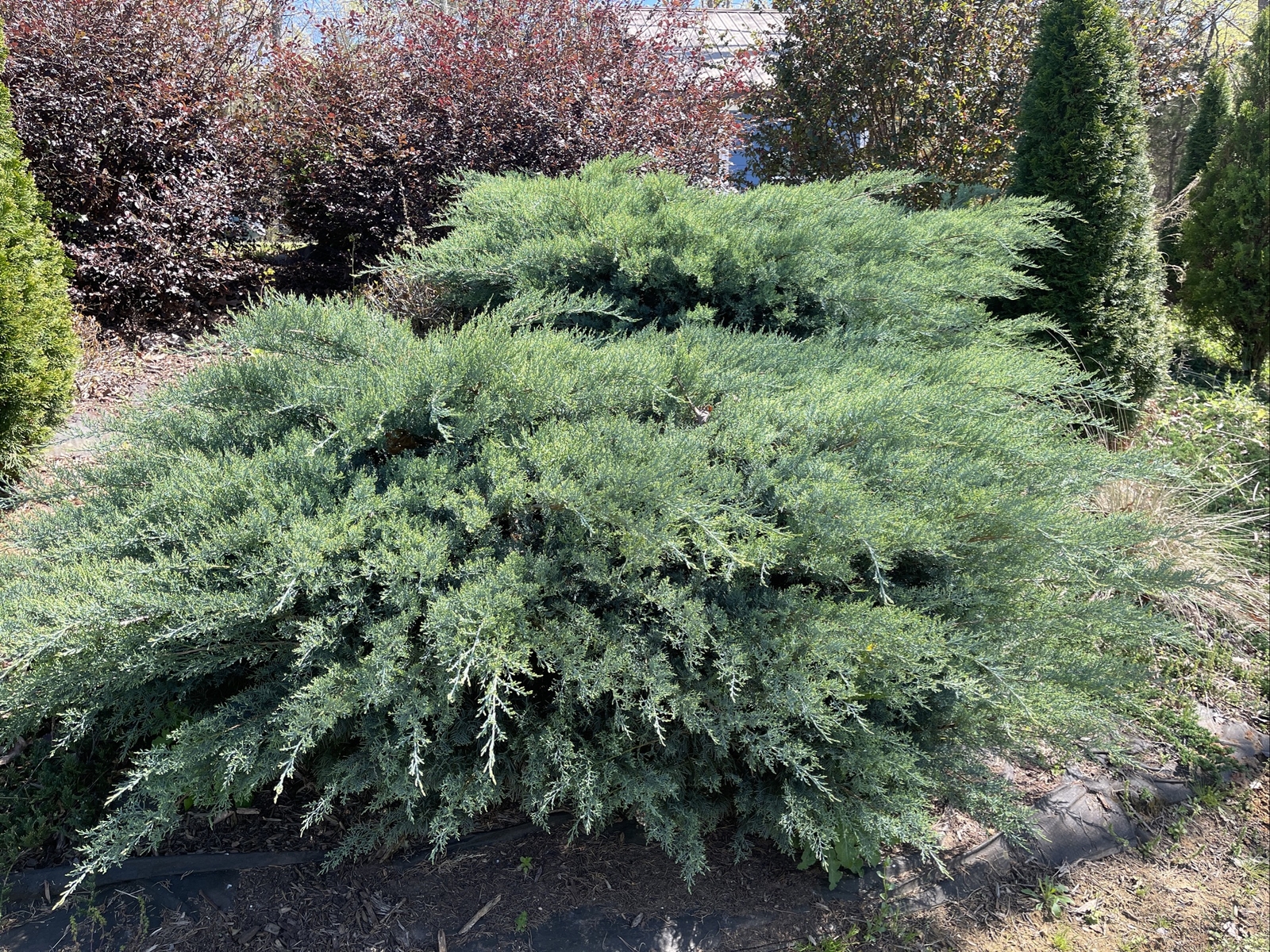 (10) Fresh 5-7” Cuttings from Grey Owl Spreading Juniper EVERGREEN for rooting