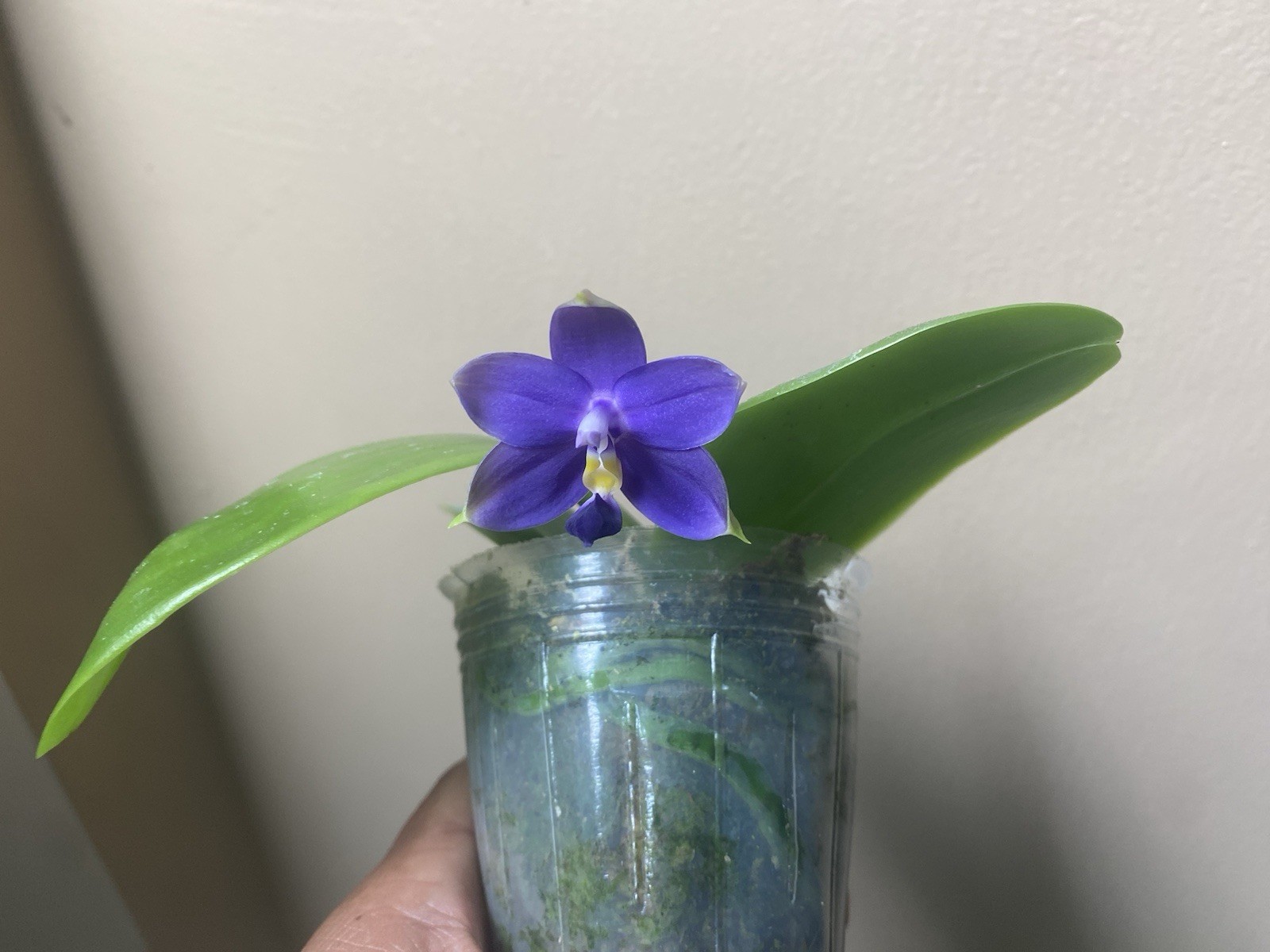 Original Phal Phalaenopsis species violacea indigo-FRAGRANT