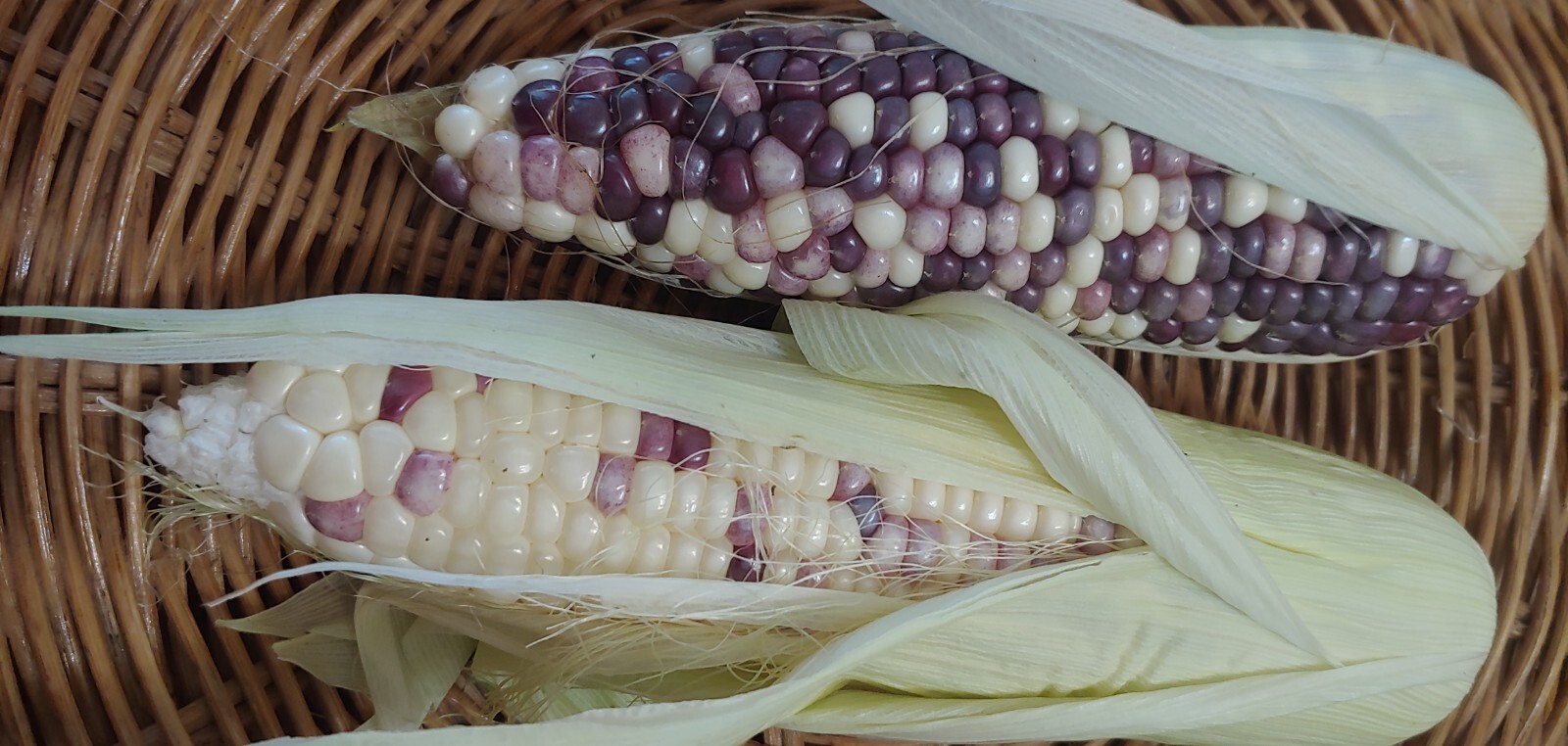 22 Purple & White Sticky Waxy Corn Glutinous Organic Corn Seeds NON GMO