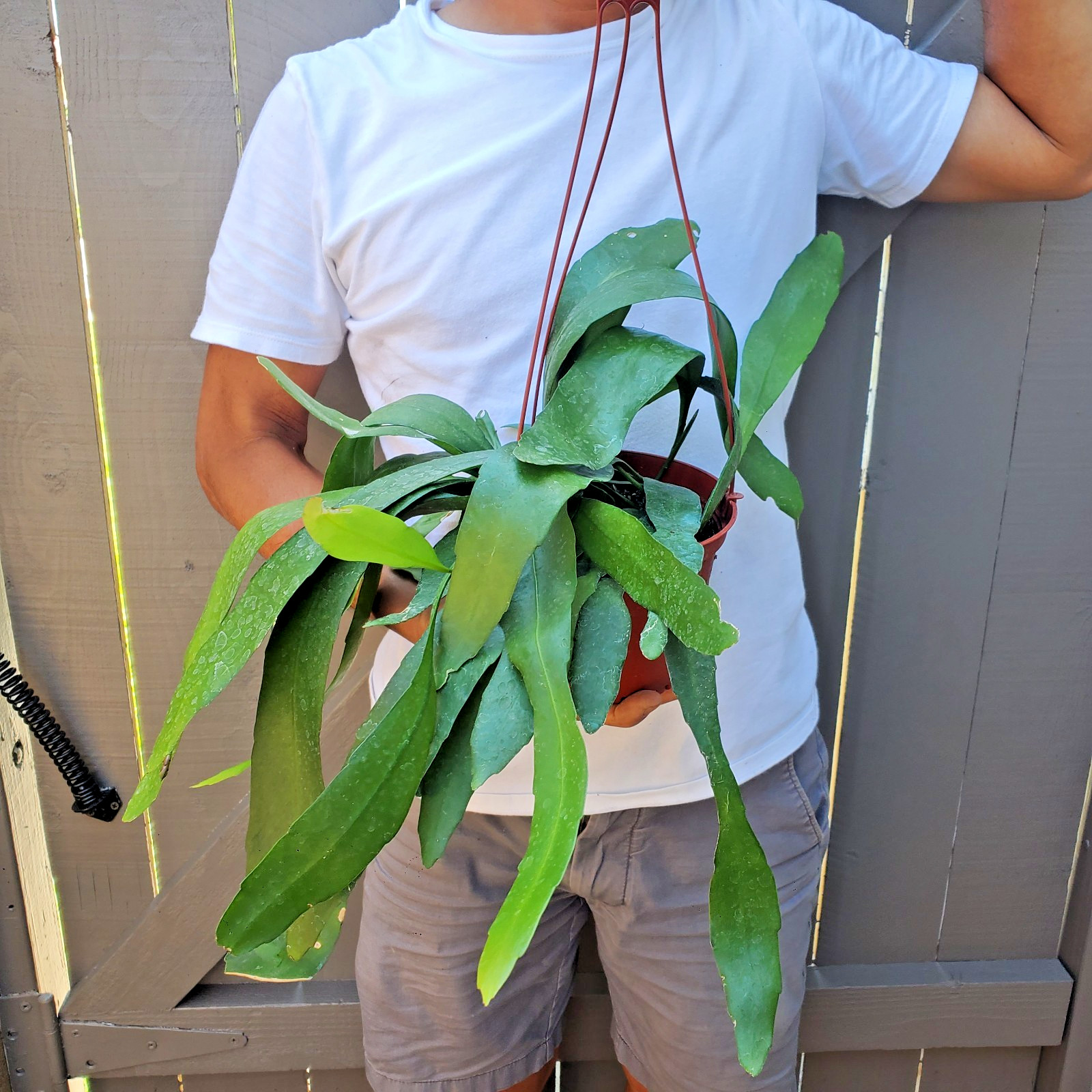 epiphyllum pumilum Succulent