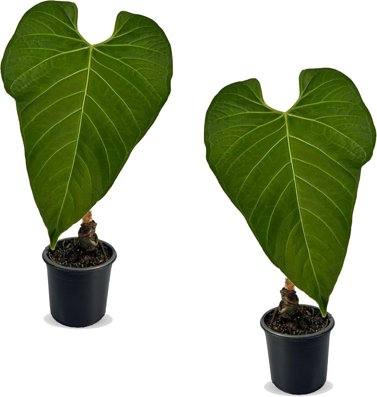 Anthurium Regale AFF (Pack of 2) Live Tropical Houseplant for Air Purification