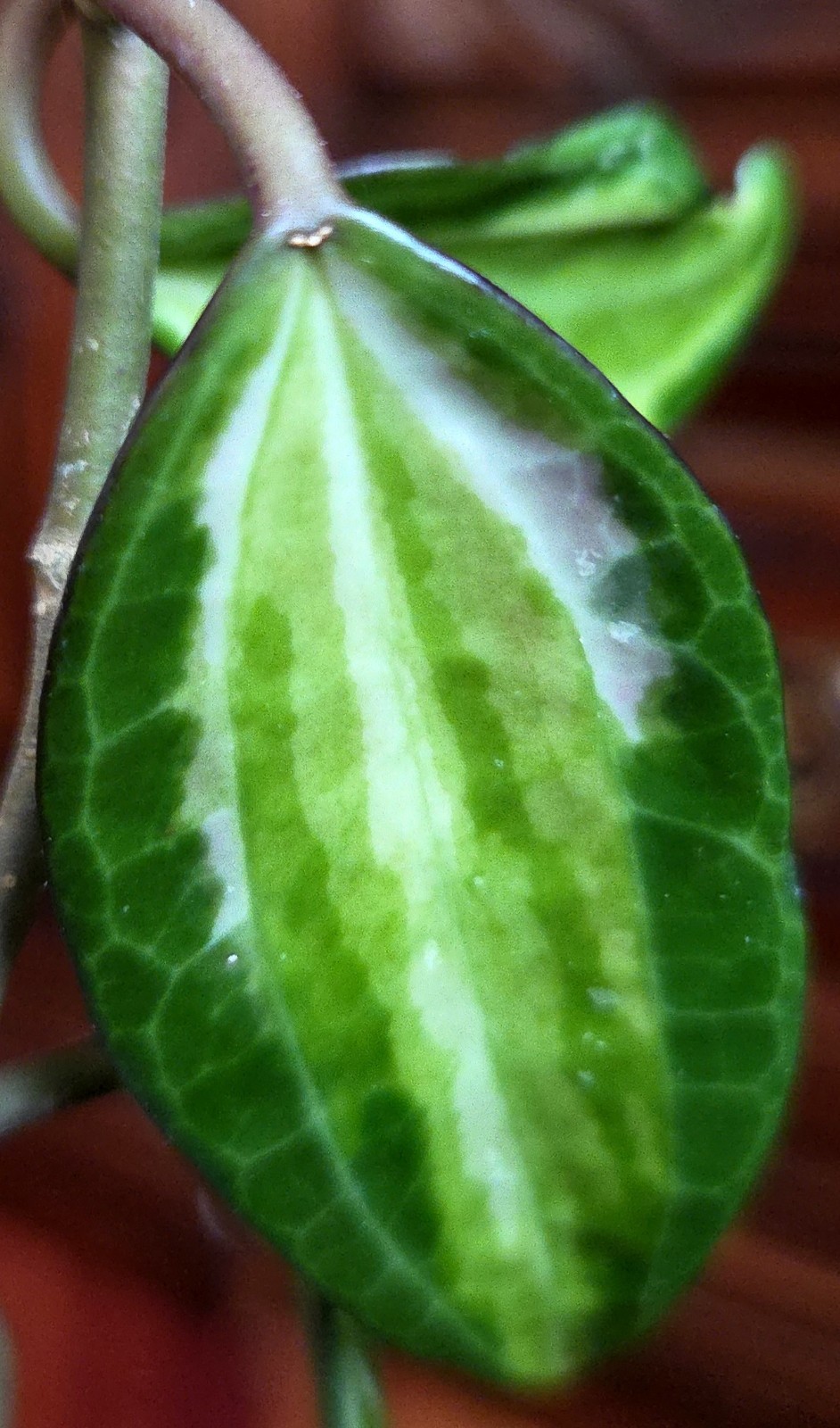 Rare Reverse Variegated Hoya Latifolia 24″ Tall Not Monstera Philodendron Aroid