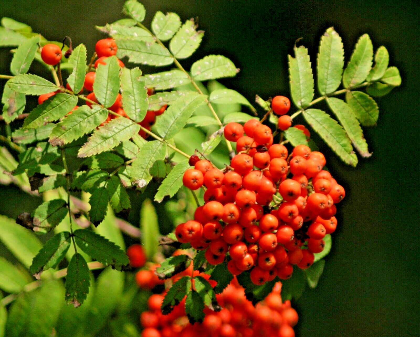 10 EUROPEAN MOUNTAIN ASH SEEDS – Sorbus aucuparia