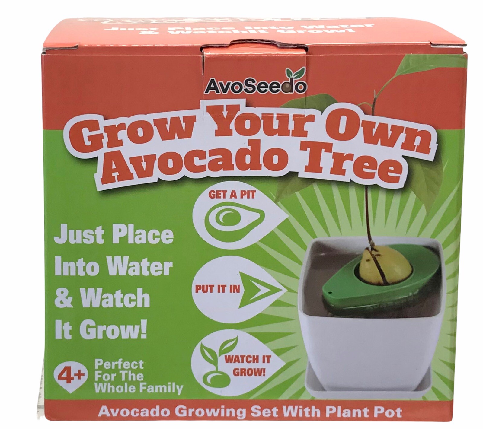 AvoSeedo Avocado Grow You Own Tree – Adult & Children – For All Ages 4+ – Gift