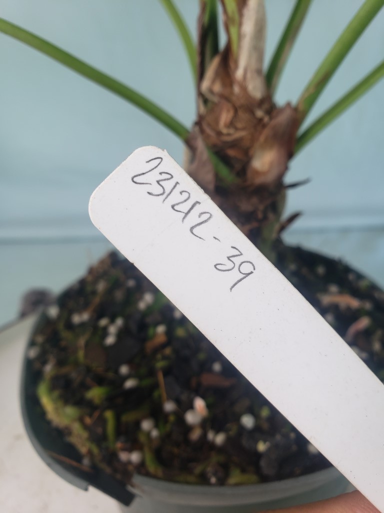 Anthurium Brownii 6″ pot, Fedex 2day