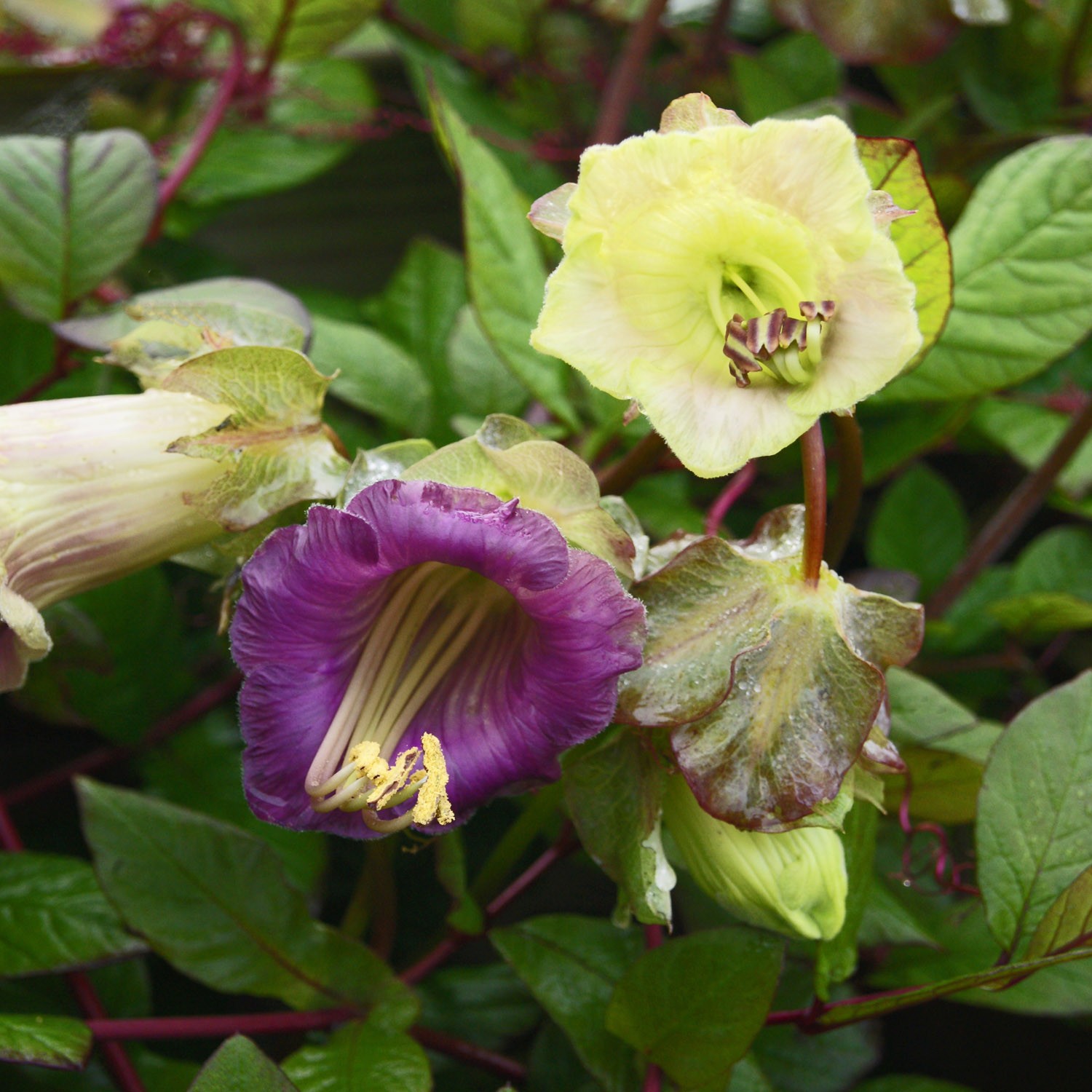 100 Seeds Cup & Saucer Vine Cobaea Scandens Vine Seed Mix