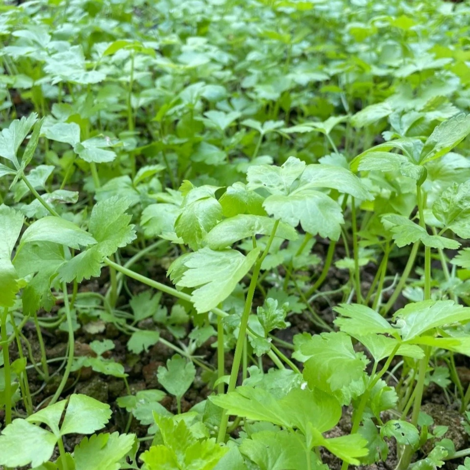 3000 Mini Celery Seeds – Chinese Small Celery for Home Garden Growing