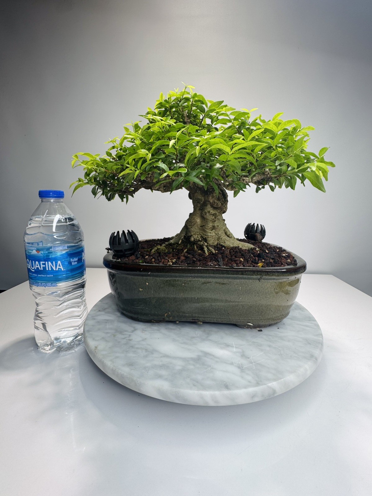 Water jasmine bonsai (M)