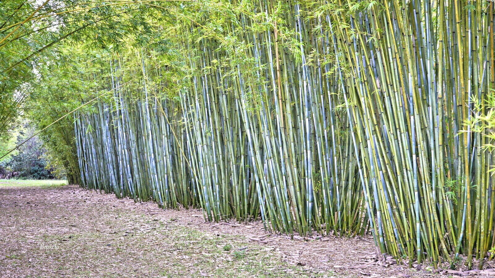 10 TROPICAL BLUE BAMBOO SEEDS – Bambusa chugii