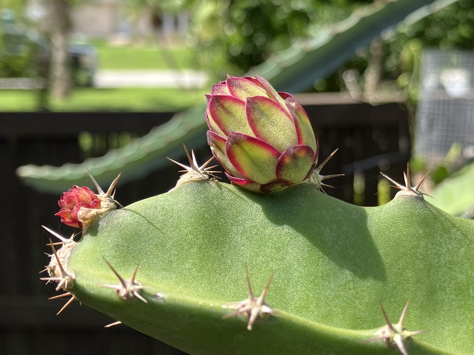 Unleash Exotic Flavor: Grow Dragon Fruit from Large Cuttings!